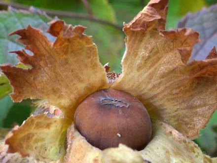 世界四大坚果之一,东北开口大榛子你吃过吗? #榛子 #坚果