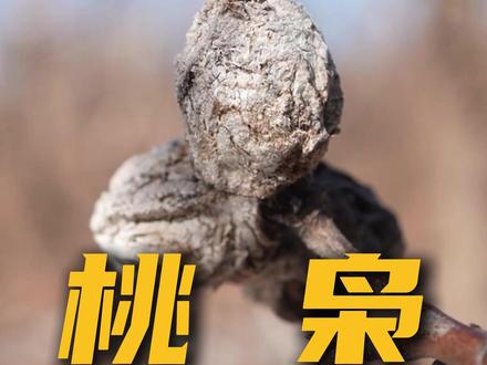 桃树上这个东西,要提前踩点,等正月到了第一时间采摘,太珍贵 #桃枭