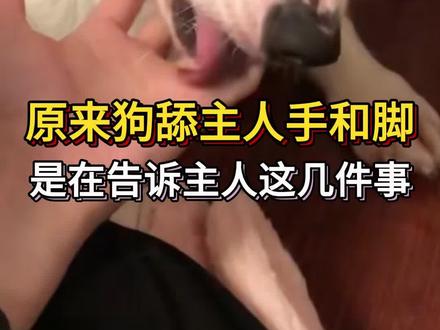 原来狗狗舔你是在告诉你这些#宠物知识 #科学养宠攻略 #狗狗 #养狗人