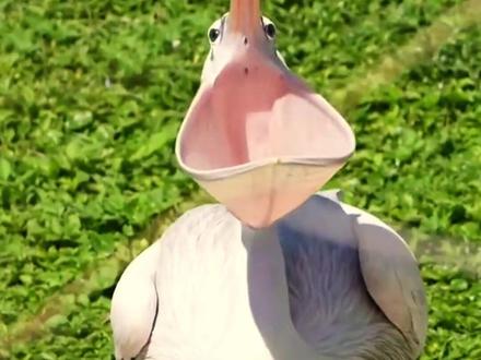 你能辨别这些视频是ai生成的吗?#ai #危险动作请勿模仿 #极限运动 #科普一下