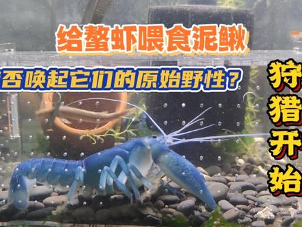 都看过鱼吃虾,今天来个虾吃鱼,看螯虾能否捕食泥鳅 #养鱼日记 #观赏虾 #水族 #鱼 #鳌虾 #人工天空蓝魔虾 #橘幽灵螯虾 #小龙虾 #宠物