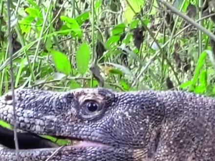 巨蜥三嫂吃一餐管一个月 #动物世界 #野生动物零距离 #神奇动物在抖音 #动物的迷惑行为 #巨蜥