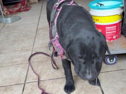 开闸泄洪!这味道真上头#脓肿 #狗被咬伤 #科学养宠攻略 #橘长动物医院