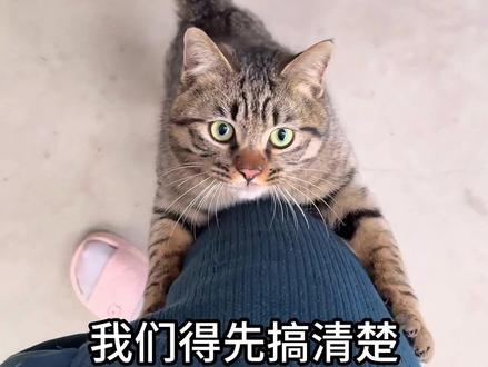猫咪伸爪子就把你难住了? 跟我一起,让他收回自己的爪#猫咪 #养猫人 #猫 #铲屎官的乐趣 #猫咪日常