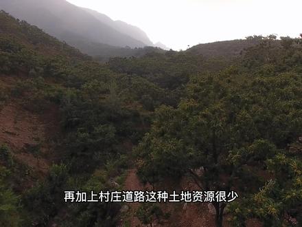 宽城的土地适合种植板栗,好板栗宽城造。#宽城板栗