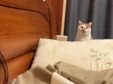 邦邦猫来啦!!! #来福来福 #萌宠出道计划 #我和我的猫 #猫语十级#小猫日记