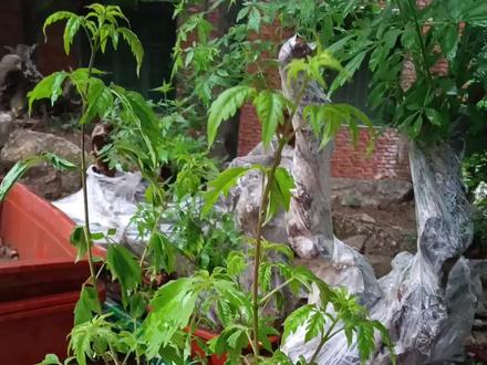#黄荆回芽不要怕,如果你的黄荆回芽了,有两个补救发法,第一:马上搬到阴凉处缓几天:第二:就是把芽头扣掉泡泡水在从新种