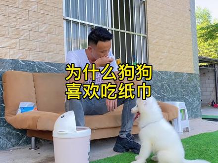狗狗喜欢吃纸巾怎么办?#萌宠 #宠物 #狗狗