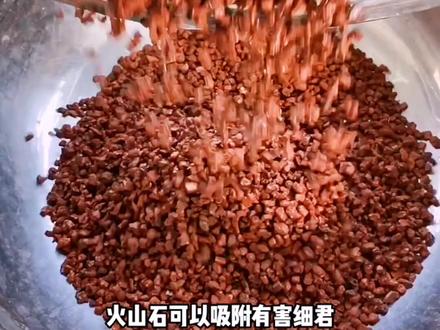 养鱼种花离不开火山石,原因你真的了解吗#兰花植料 #火山石