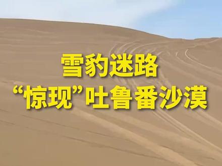 雪豹迷路,“惊现”吐鲁番沙漠(来源 人民日报)
