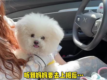 小狗不懂什么是上班 只知道要跟妈妈分开了 #小狗不会说话但它什么都懂 #比熊 #萌宠日常记录 #世界破破烂烂小狗缝缝补补 #毛孩子的日常