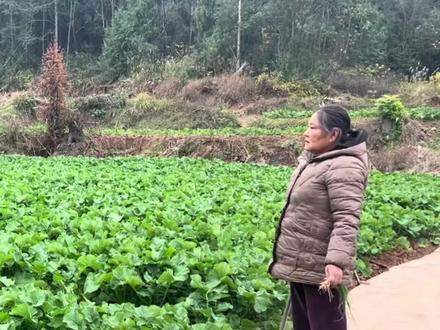 近日,湖南,女儿嘲笑妈妈种的油菜和别人家种的形成鲜明对比,网友:阿姨菜种得不好 棉袄还漏风