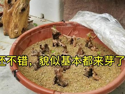 掌中宝黄荆#黄荆#盆景 #爱生活爱养花 @抖音小助手