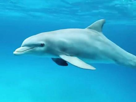 原来海豚救人的真相这么暖! #科普 #海洋生物 #海豚