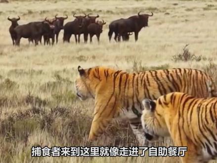 为什么猎豹那么喜欢抓羚羊 #猎豹 #羚羊 #是谁打翻了大自然调色盘