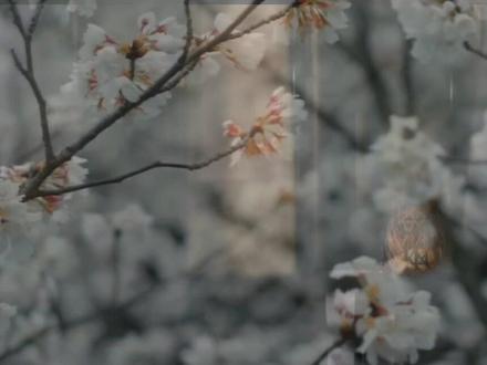 #宫墙柳 #广播剧
你与我的过往,就如这残梦一般有始无终,草草结尾。
#CV#杨凝#刘校妤#魏超#张凯
#江映柳#沈云瑶