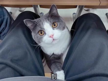 小猫咪也要来上课点名#AI教室萌宠应答记 #随变ai随便玩 #抖音玩法合伙人计划