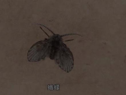 你知道什么是“蛾(e)蠓(meng)”吗?厕所里的常客! #奇妙的动物 #昆虫世界