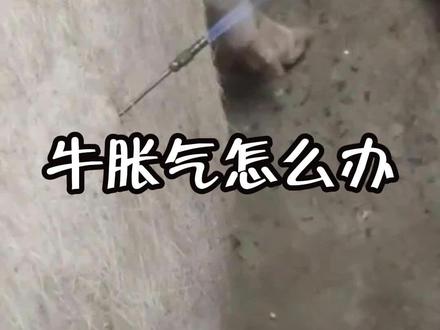 牛胀气了怎么放气 #牛胀气 #科普 #内容启发搜索