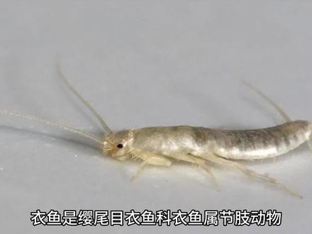 衣鱼虫#奇妙的动物#昆虫#昆虫记#昆虫世界#这是什么