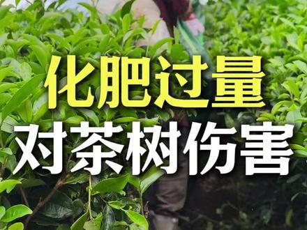 化肥过量对茶树的伤害#茶知识 #召唤茶友 #武夷岩茶 #爱喝茶的关注我