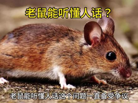 老鼠到底能听懂人话吗#有害生物 #老鼠老鼠别猖狂 #除虫灭鼠 #知识科普