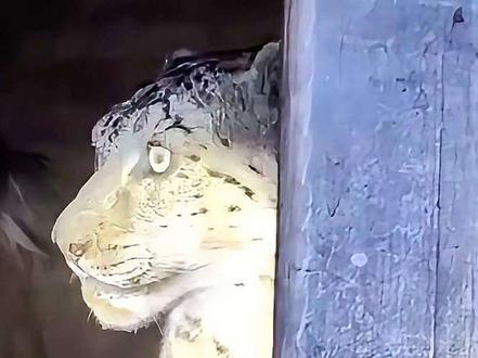 遇到这些情况,你知道该怎么办吗?
#冷知识科普 #危险 #安全警示 #涨知识 #危险瞬间