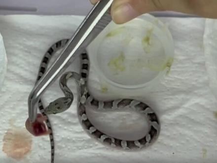 蛇苗不开食的教学来啦!这个是最简单的一种方法,适用于比较活跃但放进去鼠他又不吃的蛇蛇#蛇蛇教 #宠物蛇 #玉米蛇 #异宠 #爬宠