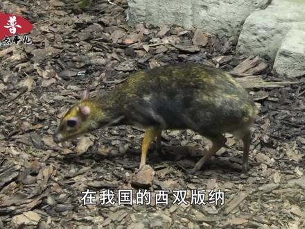 我国云南发现小鼷鹿,体型只有兔子般大小,大多数死于游泳