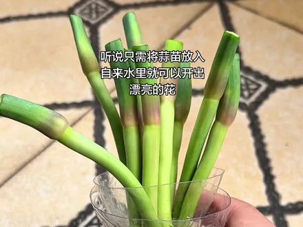 听说水培蒜苗可以开出漂亮的蒜苗花 所以我也来试试#水培植物 #阳台种植 #水培蒜苗 #记录真实生活 #抖音小助手dou上热门
