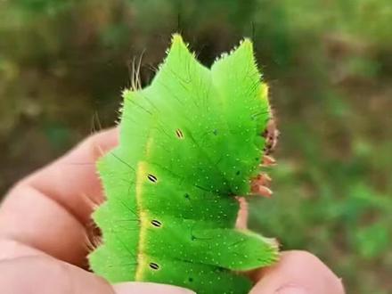 这些虫你都认识吗?#虫 #昆虫 #科普 #涨知识