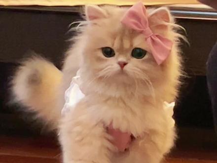 重生之我是一只小猫咪#又是被小猫可爱到的一天 #谁能拒绝傻憨憨的小猫咪 #抖in萌宠计划 #记录猫咪日常 #金渐层