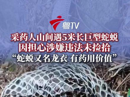 12月2日,广东阳江。男子上山采药时意外发现一条长约5米、直径约30公分的巨型蛇蜕,“光看到都害怕”,担心违法并未捡拾。