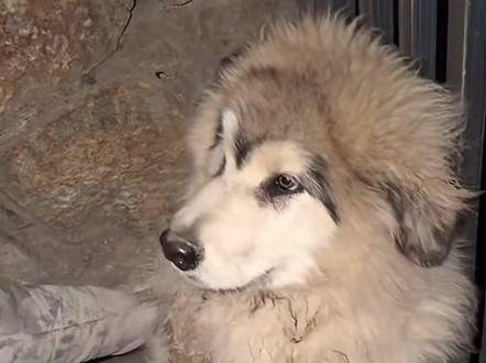 被窝被黄黄打后的这个委屈🥹,看的人也委屈巴巴的,没事的被窝,你比小宝猪的防御力还好,没事的没事的#骏良#阿拉斯加#狗狗#门头沟