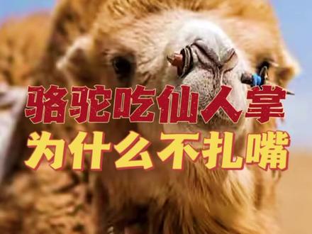 骆驼喜欢吃仙人掌为什么不怕扎嘴。#每天跟我涨知识 #科普 #知识分享 #动物科普