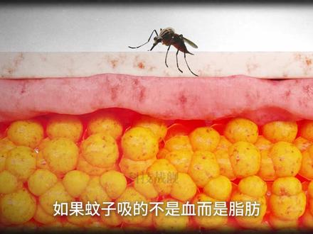 如果蚊子吸的不是血而是脂肪,人类会欢迎它吗? #涨知识 #蚊子