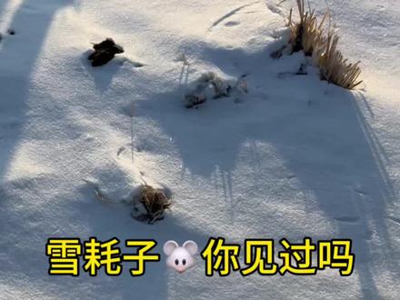 好像一只雪耗子🐭#老鼠#雪地里撒欢 #雪 #热门
