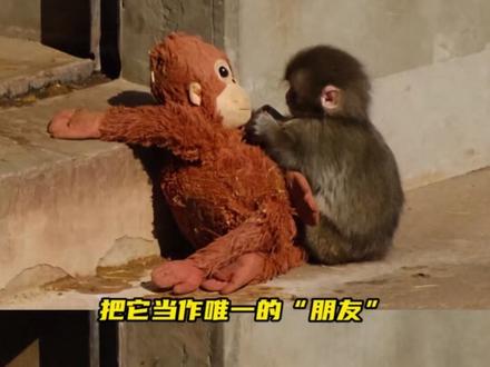 以为是被霸凌了 结果是害怕了 #猴子 #panchi #万万没想到 #动物 #神奇动物