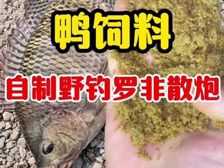 鸭饲料自制野钓罗非散炮,便宜又好用 #钓鱼