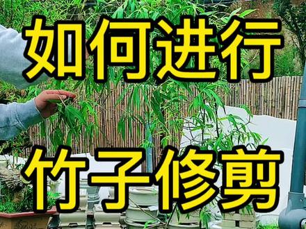 #禅意生活 #空间陈设 #禅意茶席花艺 #庭院设计 竹子的叶子修剪部分,长的侧枝条缩短,后边会出几期视频来具体讲解一下修剪方法以及步骤
