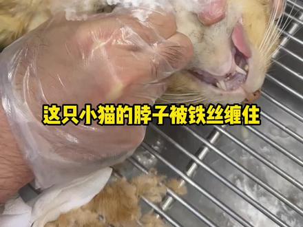 盘点一下猫德学院的赔钱玩意 #支付宝宠物医保#猫德学院#流浪猫#万物可爱计划#普及宠物医保减少遗弃