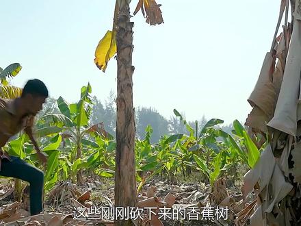 香蕉树是如何做成卫生巾的?先挤出茎秆里的汁液,再碾压成纤维状 #卫生巾 #dou来安利纪录片 #香蕉树卫生巾