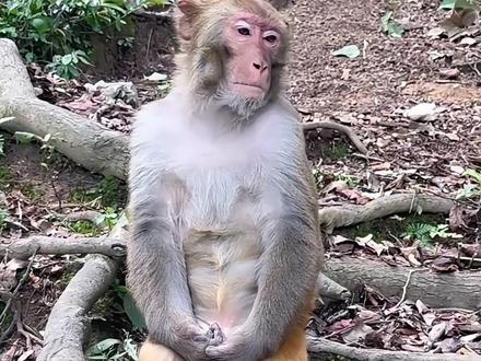 分享这些动物没毛后的样子,你见过哪几个#动物科普 #保护动物人人有责 #视觉冲击 #动物世界 #神奇的动物在抖音