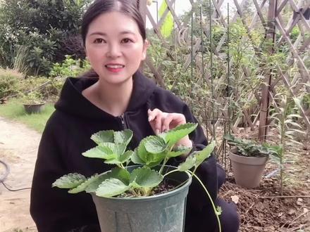 草莓是什么时候种植 5f0797c9bbb7b3cf8aa02908f2327b00~tplv-dy-resize-origshort-autoq-75:330.jpeg?x-expires=1993093200&x-signature=eLsEfxqptXhpS2t5mIeTqIxA6G4%3D&from=3213915784&s=PackSourceEnum_AWEME_DETAIL&se=false&sc=cover&biz_tag=pcweb_cover&l=202303021323452F95B80AA009B451E870