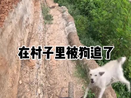今天在二大爷家村子里骑车被狗追了