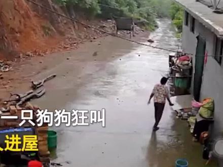 万物皆有灵,狗狗它预判到了危险的发生#狗狗