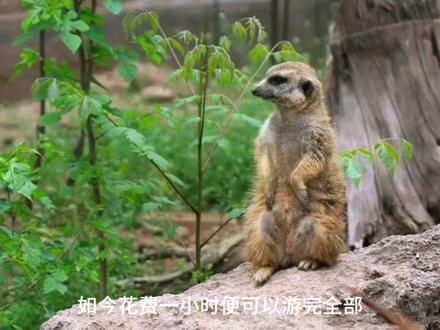 小城市的过气动物园:它不再年轻了,我也是 📷:宝鸡市人民公园动物园观察记录
这里保留了我童年最温暖的记忆🦒
#宝鸡 #人民公园 #动物园 #一代人的回忆 #小城市
