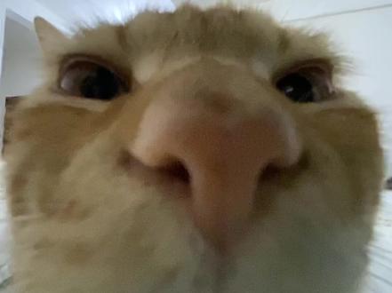 避雷情人节🌚 #情人节 #抽象 #朋友 #猫咪 #萌宠出道计划