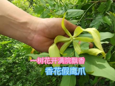 一树花开满园飘香的假鹰爪,你认识吗?
