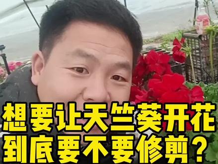 天竺葵生长过程中,到底要不要修剪?#天竺葵修剪#天竺葵怎样养护#家庭养花#爱生活爱养花#谦谦花园